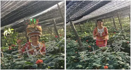 文山良心三七,专注三七种植50年