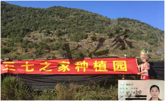 文山良心三七,专注三七种植50年