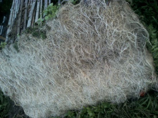 水芹菜自然水面无土四季种植:治水、造景、养