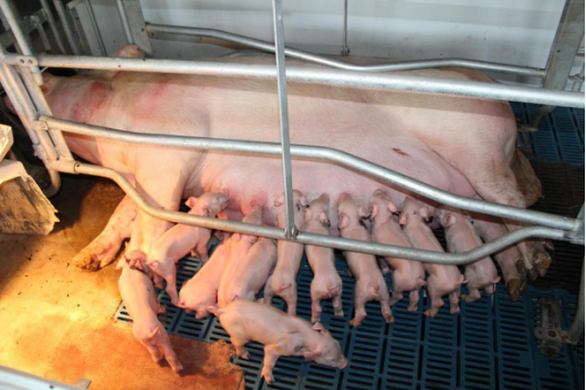三重保障 金锣引领即食类肉制品安全升级