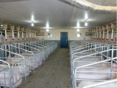 金锣规模化养殖打造基础原料优势，确保肉制品质量安全