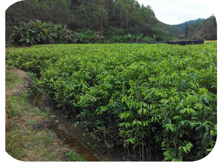 廣州寶樹通打造沉香新產業--沉香再成現代農業致富種植新模式