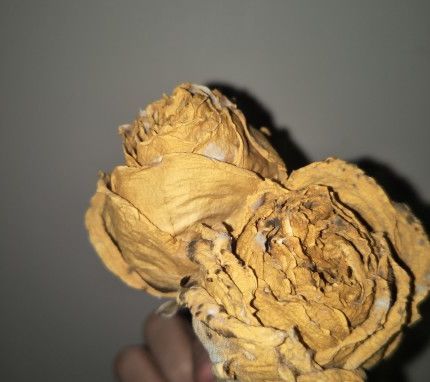 德业除湿机携海清登陆东方卫视，迎战回南天，驱逐梅雨季