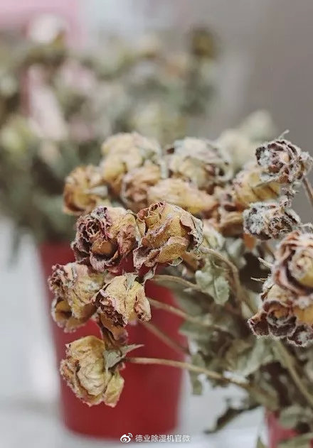 德业除湿机携海清登陆东方卫视，迎战回南天，驱逐梅雨季