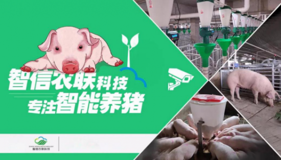 深圳智信农联  让母猪营养更精准