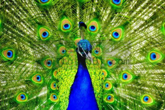 孔雀水芹美丽的生命轮回